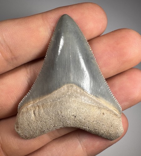 Dente squalo megalodonte - di,