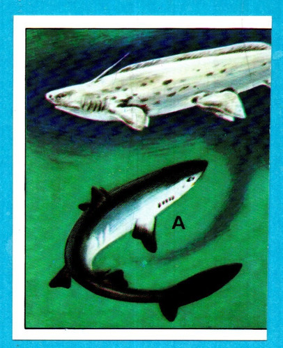DINOSAURS/ANIMALI