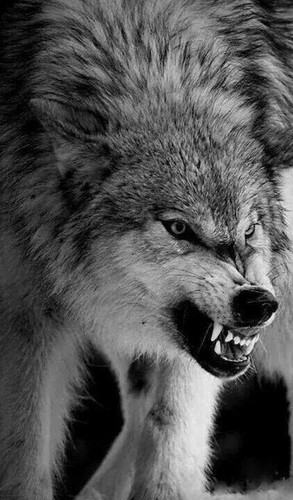 Lupo cecoslovacco wolf - cecoslovacco, /