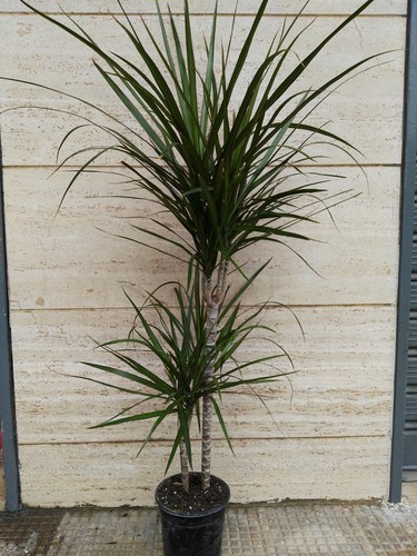 Dracaena marginata piante - dracaena,