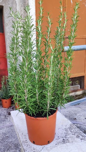 Pianta rosmarino officinalis - 1,