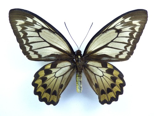 Ornitotteri croesus ssp