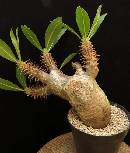 Pachypodium horombense