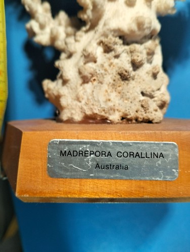 Corallo naturale madrepora - naturale,