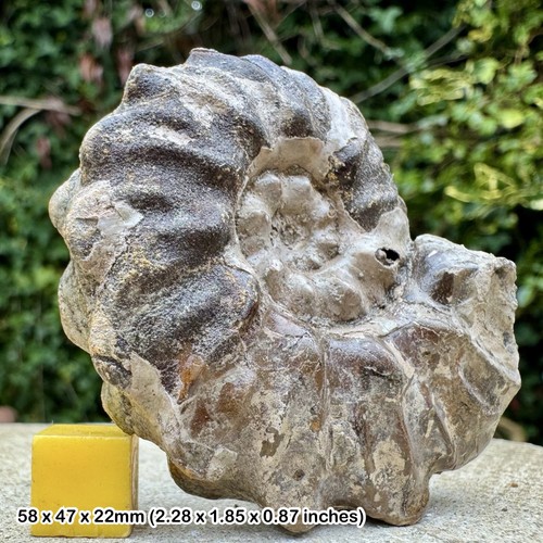 Rare euhoplites truncatus - rare,