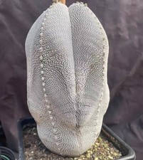 Astrophytum myriostigma