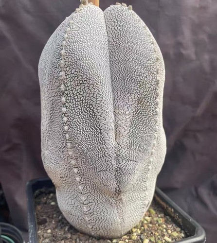 Astrophytum myriostigma