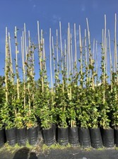 Gelsomino rincospermo  o