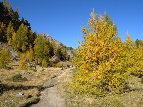 Larix decidua larice comune - -,