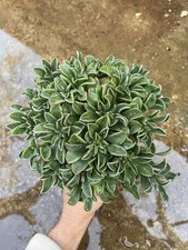 Crassula ECHEVERIA SETOSA 