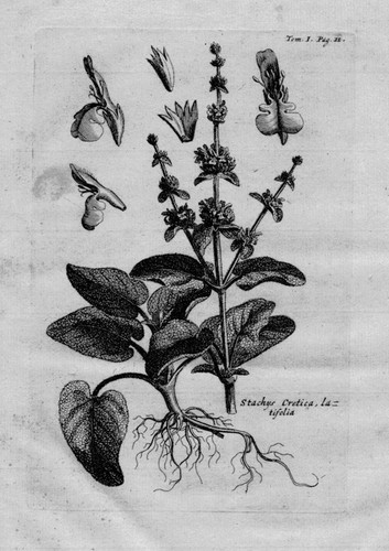 Stachys zieste lamiaceae - stachys,