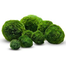 Cladophora Aegagrophila