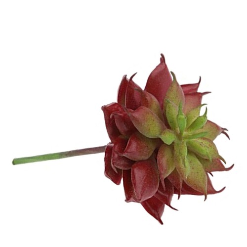 Mini piante grasse - ,