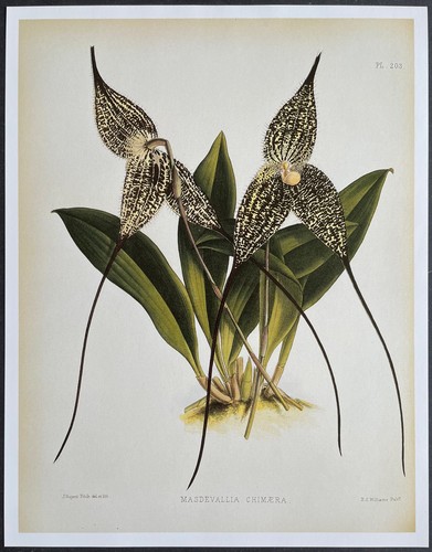 Botanique orchidées - botanique,