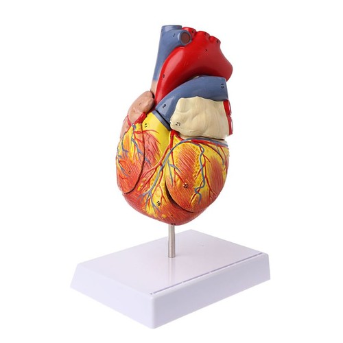 Modello cuore umano - modello, di