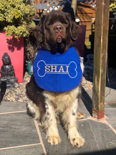 Big dog slobber - big,