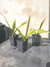 Phoenix reclinata palma - reclinata, del