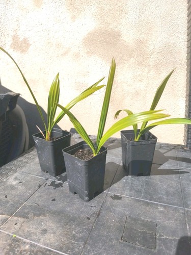 Phoenix reclinata palma del - phoenix,
