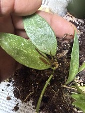 Hoya Gracilis Splash Plant