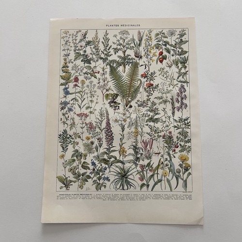 Piante medicinali botanica - piante,