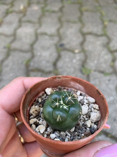 Coryphantha elephantidens