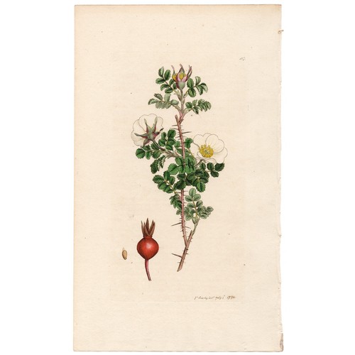 Antica botanica inglese 1794