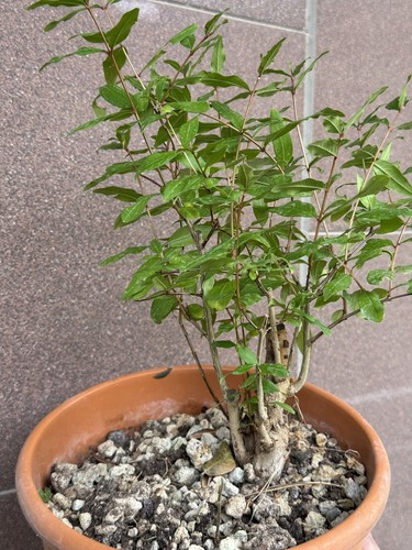 Melograno bonsai super - -,