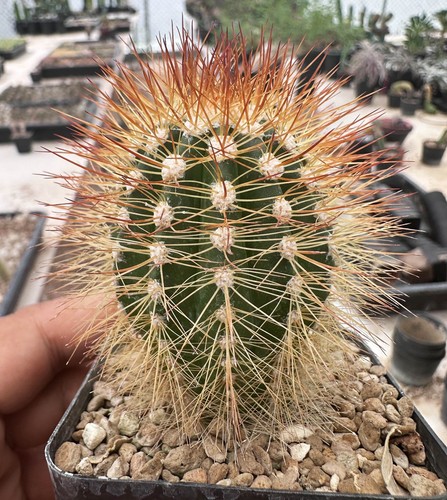 Melocactus perezassoi see - melocactus, da
