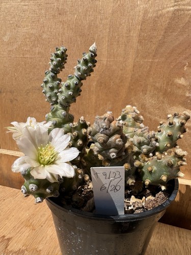 Tephrocactus molinensis - tephrocactus,