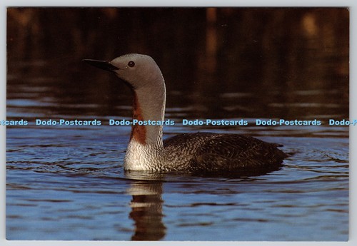 D311789 north american - d311789,