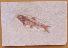 PIETRA FOSSILE PESCE