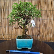 Bonsai di Olmo Parvifolia h27cm Visita il mio negozio!