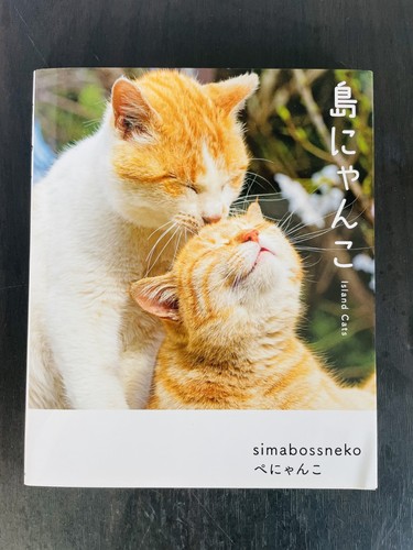 Collezione fotografica gatti