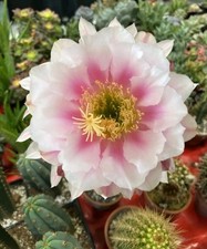 Echinopsis hybrid rara - hybrid,