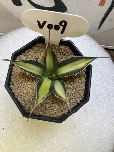 1pcs cactus pianta - 1pcs, m