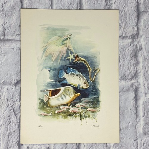 1962 vulcania italian line - 1962,
