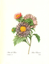 1991 Vintage REDOUTE FLOWER #9