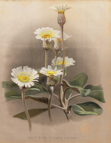Olearia insignis australia - olearia,