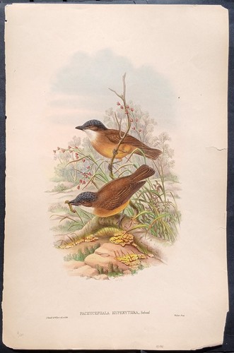 John gould ornitologia - ornitologia, stampa