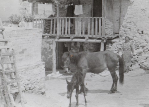 39057 grecia anni cavallo - #39057,