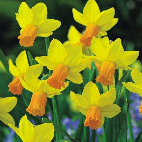 Narcisi bulbi fiori cipolle - di,
