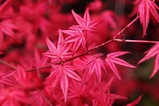 Acero Rosso Giapponese "Acer
