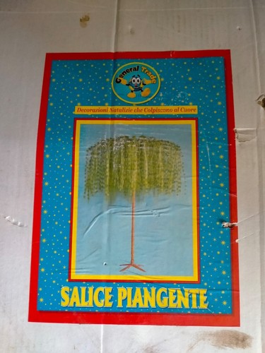 Salice piangente natale - piangente,