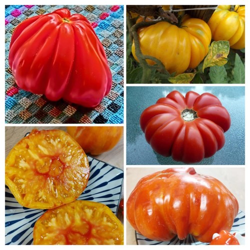 Miscela semi pomodoro italiano - miscela,