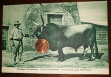 Cartolina d'epoca Italia Paesagg Grosseto Tenuta Alberese Toro Razza Maremmana