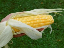 Mais da zucchero "Golden Bantam" Demeter semi biologici, 40 grani