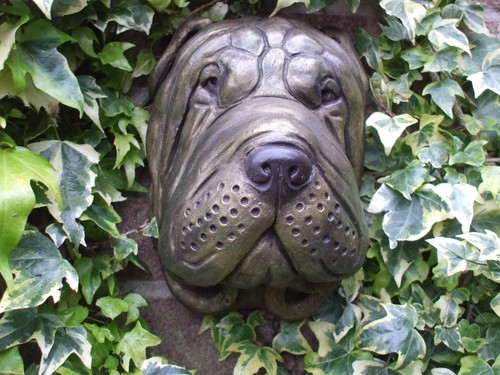 Large sharpei shar - shar, pei
