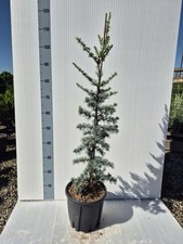 Cedrus atlantica ‘Glauca’ – Cedro dell’Atlante Azzurro, Sempreverde (Foto Reali)