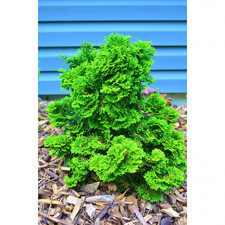 1 Gal. Dwarf Hinoki Cypress