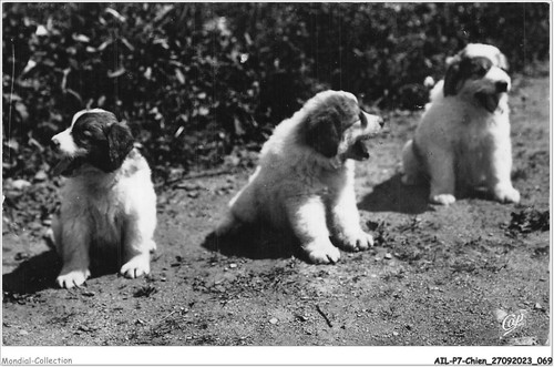 Ailp7 0647 cane - ailp7-0647,